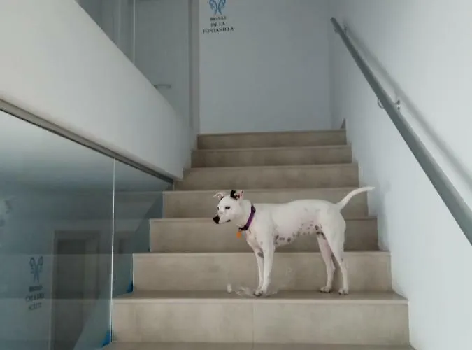 Brisas De Conil Vendégház Conil de la Frontera